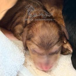 Lilo - Chocolate and cream female Dachshund puppy in Copperas Cove, Texas from Isalyn Dachshunds