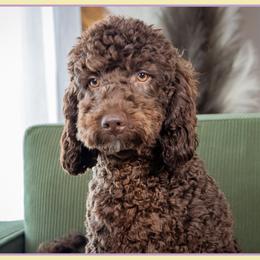 Jerri - Brown male Cockapoo puppy in Connersville, Indiana from Deaz Doodle Ranch