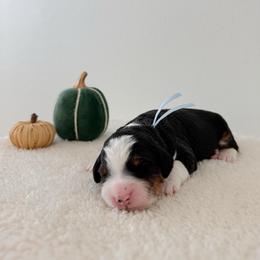 Matty - Tri-color male Bernedoodle puppy in Apache Junction, Arizona from Coffey House Doodles