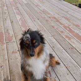 Jax - Toy Australian Shepherd