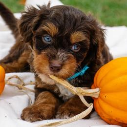 Sofie's Blue Girl - Red phantom female Aussiedoodle puppy in Burkesville, Kentucky from Bline’s Awesome Aussies, Aussiedoodles & Doxies at the Bline Family Farm