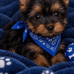 Marley - Black and gold male Yorkshire Terrier puppy in Jacksonville, Florida from Danielle's Yorkies