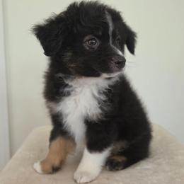 Scooter - Black tri male Miniature Australian Shepherd puppy in Bethel Springs, Tennessee from Debbie's Miniature Australian Shepherds