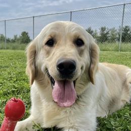 Bisquit - Golden Retriever