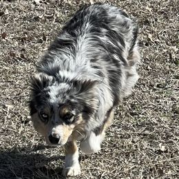 Lux - Toy Australian Shepherd