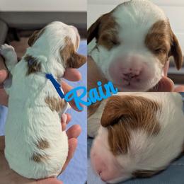 Rain - Parti male Goldendoodle puppy in Sioux Falls, South Dakota from Dolly's Doodles