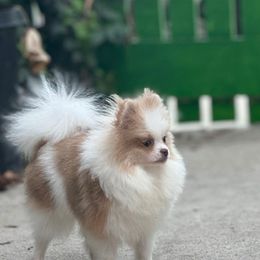 Ello - Pomeranian