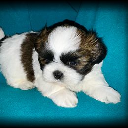 Shih Tzu Puppies from T-Amore Shih Tzu