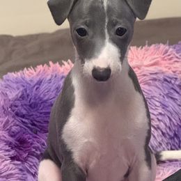 Little Boy Blue - Blue male Italian Greyhound puppy in Bedford, Texas from Nariba Kennels
