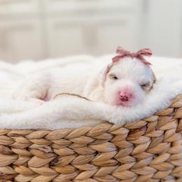 Joy - Parti female Goldendoodle puppy in Sulphur, Louisiana from Curly Q’s Of Carlyss