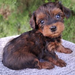 Maltipoos, Yorkipoos, and Yorkshire Terriers from Crimson Dessert Yorkiepoos
