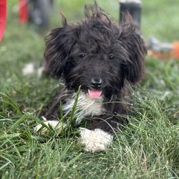Aussiedoodle, Miniature Australian Shepherd, Poodle, and Toy Australian Shepherd Puppies from Mowry Creek Mini Aussiedoodles and More