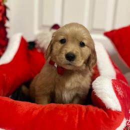 Prancer - Golden female Golden Retriever puppy in Seville, Ohio from Retriever Ranch