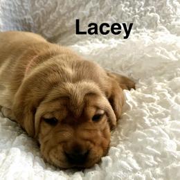 Lacey - Yellow female Labrador Retriever puppy in Princess Anne, Maryland from Little Farm