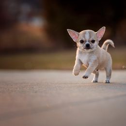 Boy 1 - Chihuahua puppy from DiLusso Chihuahuas