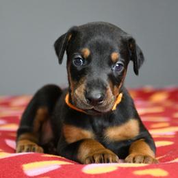 Vice - Black and rust male Doberman Pinscher puppy in Overton, Texas from Obsidian Kennel