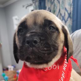 Mastiffs from North Mississippi Mastiffs