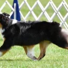Australian Shepherds and Rottweilers from VomMohr Kennels
