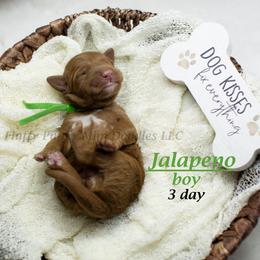 Jalapeno (green collar) boy - Red  male Goldendoodle puppy in Corona, California from Fluffy Puppy Mini Doodles LLC