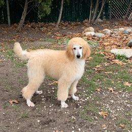 Goldendoodle, Golden Retriever, and Poodle Puppies from Miya's Designer Pups