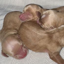 Cockapoo puppies from E&B