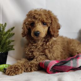 Coton de Tulear and Poodle Puppies from Legacy Pets