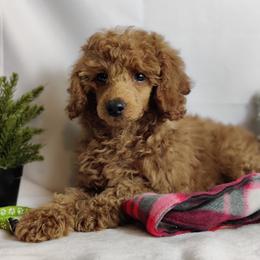 Coton de Tulear and Poodle Puppies from Legacy Pets