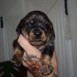 Blue - Dachshund puppy from Redwood Dachshunds
