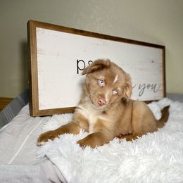 Australian Shepherd and Miniature Australian Shepherd Puppies from Integrity Aussies Tx