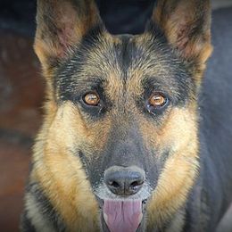 German Shepherds from Louisville German Shepherds