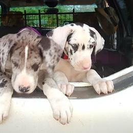 Great Dane Puppies from ROSE GREAT DANES