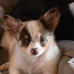 Stuart - Merle male Chihuahua puppy in Seneca, Missouri from Stephanie’s Puppy Colony
