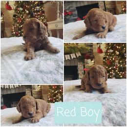 Red boy - Red  male Goldendoodle puppy in Howell, Michigan from Robbin's Treasures
