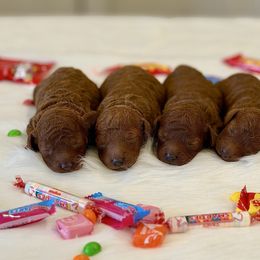 Poodle puppies from Lavish Poodles