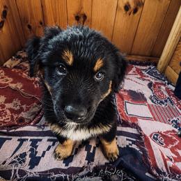 Australian Shepherd Puppies from McElroy Homestead Austrailian Shepherds