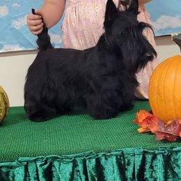 Millie - Scottish Terrier