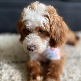 Birdie - Cavapoo