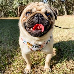 Sal - Fawn Pug puppy in Florida from Premium Pugs
