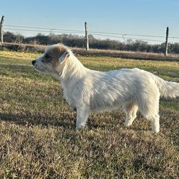 Dolly - Russell Terrier