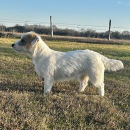 Dolly - Russell Terrier