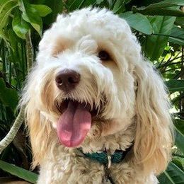 Australian Labradoodle adult dog
