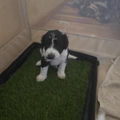 Springerdoodle Puppies from 64 Farm