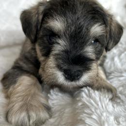 Boy 4 - Purple Collar - Salt and pepper male Miniature Schnauzer puppy in Ankeny, Iowa from Maple’s Cockapoo's and Libby's Schnauzer Puppies