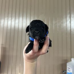 Buster - Black male Poodle puppy in Nashville, Arkansas from Cuddles n Curls