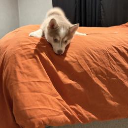 Axel - Red and white male Pomsky puppy in Orange, Virginia from Fluff and Feathers