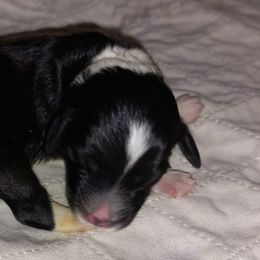 Aussiedoodles and Australian Shepherds from Lifeline Ranch