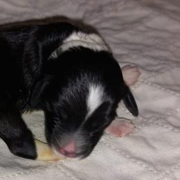 Aussiedoodles and Australian Shepherds from Lifeline Ranch