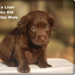 Lime - Chocolate male Labrador Retriever puppy in Huntington, Texas from Soggy Bottom Retrievers
