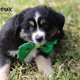 Australian Shepherd, Miniature American Shepherd, Miniature Australian Shepherd, and Toy Australian Shepherd Puppies from TK Standard, Mini, & Toy Aussies