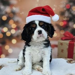AKC Orion - Tri-color male Cavalier King Charles Spaniel puppy in Bonney Lake, Washington from House of Happy Cavaliers